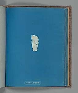 Vaucheria cæspitosa by Anna Atkins