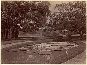 Victoria Regia at Botanical Garden, Udaipur by Unknown