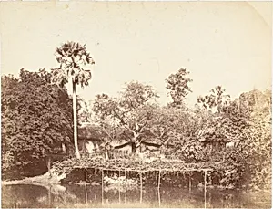 [View of the Jungle, Bengal]