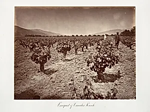 Vineyard of Camulos Ranch