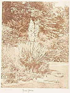 Yucca Gloriosa