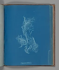 Zygnema nitidum
