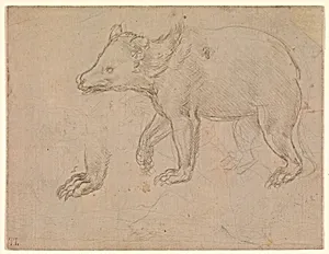 A Bear Walking