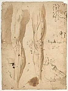 Studies of the Leg of a Man and a Horse's Head (recto); sketches of the back of a man's left shoulder and a chained (?) figure. by Central Italian