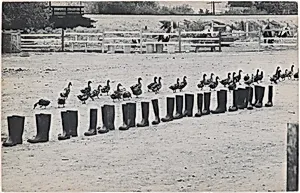 100 Boots Move On. Sorrento Valley, California. June 24, 1972, 8:50 a.m.