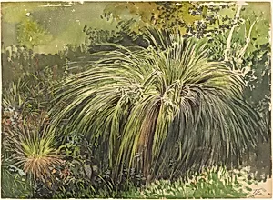 A Corner of a Meadow with Fountaingrass