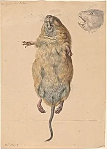 A Field Mouse, from Below