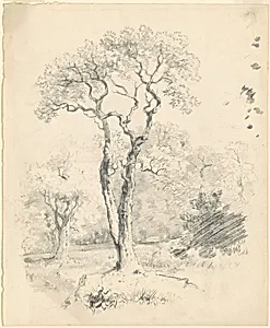 A Glade of Trees
