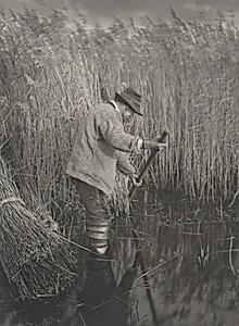 A Reed-Cutter at Work