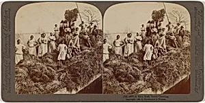 "A Rice Raft, South Carolina"