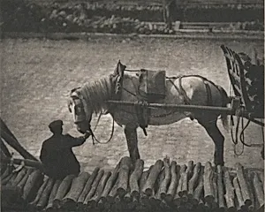 A Snapshot, Paris [horse]