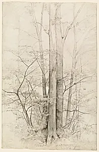 A Stand of Trees