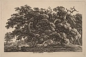 A Widely Expanding Oak Tree