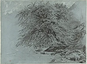 A Wild Beech in Full Leaf