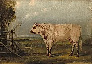 A Young Bull