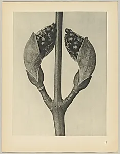 Acer rufinerve