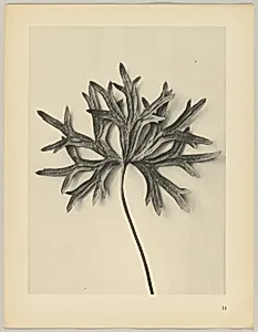 Aconiyum anthora