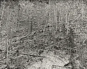 After the Fire, Yellowstone National Park, Wyoming
