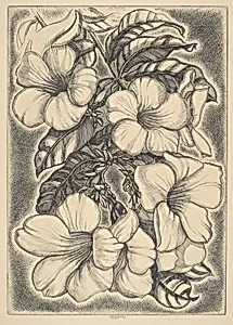 Alamanda