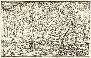 Almond Trees in Blossom