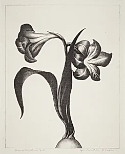 Amaryllis