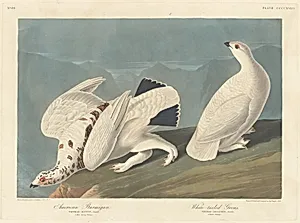 American Ptarmigan and White-tailed Grous