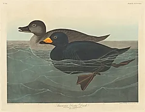 American Scoter Duck