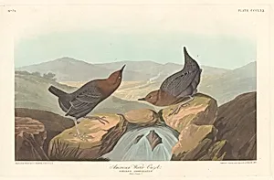 American Water Ouzel by Robert Havell after John James Audubon