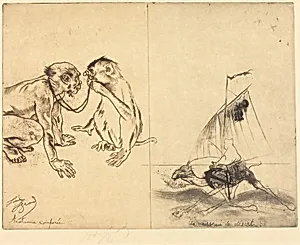 Anatomie comparee; Le vaisseau du desert