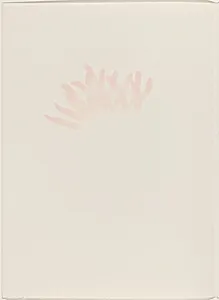 Anemone