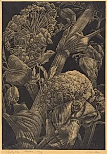Angelica