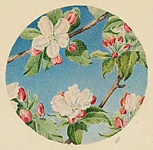 Apple Blossoms