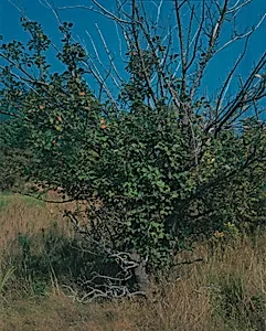 Apple Tree