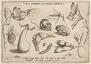 Archetypa studiaque patris Georgii Hoefnagelii [Part 1, Plate 3]