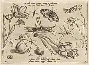 Archetypa studiaque patris Georgii Hoefnagelii [Part 1, Plate 4]