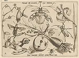 Archetypa studiaque patris Georgii Hoefnagelii [Part 1, Plate 5]