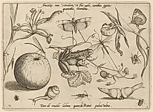 Archetypa studiaque patris Georgii Hoefnagelii [Part 1, Plate 7]