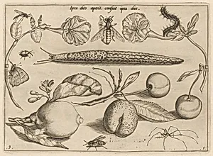 Archetypa studiaque patris Georgii Hoefnagelii [Part 1, Plate 9]
