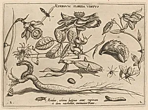 Archetypa studiaque patris Georgii Hoefnagelii [Part 2, Plate 2]