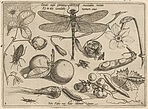 Archetypa studiaque patris Georgii Hoefnagelii [Part 2, Plate 3]
