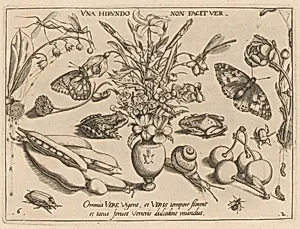 Archetypa studiaque patris Georgii Hoefnagelii [Part 2, Plate 6]