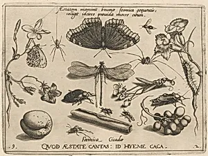 Archetypa studiaque patris Georgii Hoefnagelii [Part 2, Plate 9]