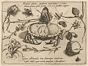 Archetypa studiaque patris Georgii Hoefnagelii [Part 3, Plate 8] by Jacob Hoefnagel after Joris Hoefnagel