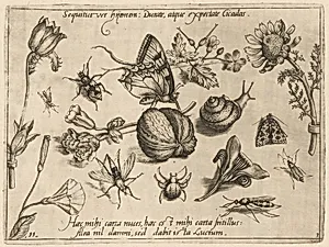 Archetypa studiaque patris Georgii Hoefnagelii [Part 3, Plate 11] by Jacob Hoefnagel after Joris Hoefnagel