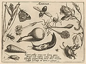 Archetypa studiaque patris Georgii Hoefnagelii [Part 4, Plate 5] by Jacob Hoefnagel after Joris Hoefnagel