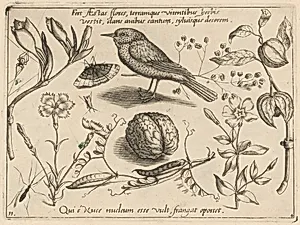 Archetypa studiaque patris Georgii Hoefnagelii [Part 4, Plate 11] by Jacob Hoefnagel after Joris Hoefnagel