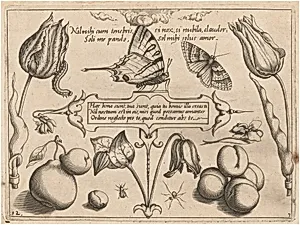 Archetypa studiaque patris Georgii Hoefnagelii [Part 3, Plate 12]