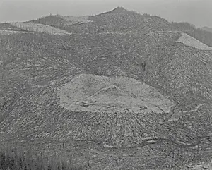 Area Clearcut Prior to 1980 Eruption Surrounded by Downed Trees – Clearwater Creek Valley – 9 Miles East of Mount Saint Helens, Washington