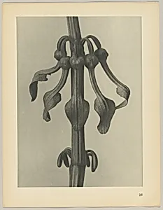 Aristolochia clematitis