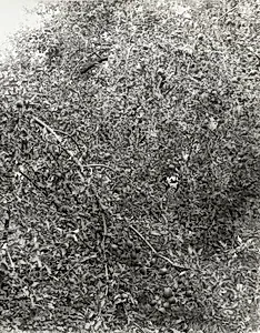 Baldwin, Heavy Crop